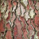 Pinus_pinaster_bark