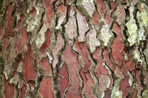 Pinus_pinaster_bark