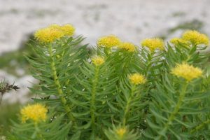 Rhodiola_rosea_PID1878-4