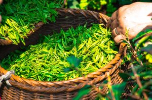 Basket full of L-Theanine, Caffeine, & other green nootropic compounds.