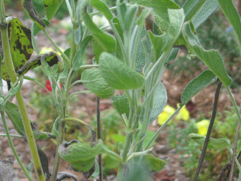 Common sage. By Badagnani (Own work) [GFDL or CC BY 3.0], via Wikimedia Commons