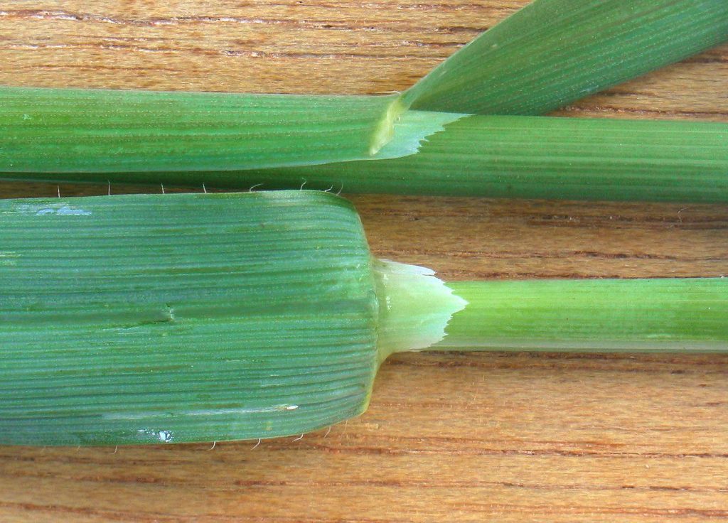 The "straw" in Oat Straw. By Rasbak (Own work) [GFDL or CC-BY-SA-3.0], via Wikimedia Commons