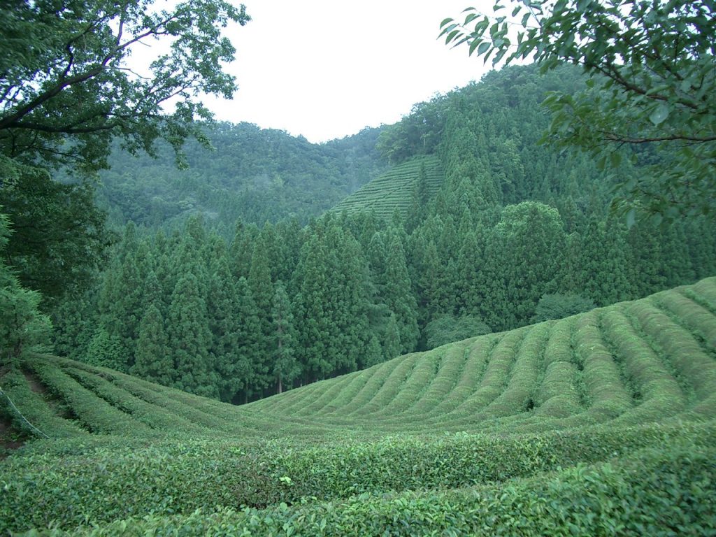 Green tea, shown growing on a farm in Korea, is a rich natural source of L-Theanine. By by Fred Ojardias (http://flickr.com/photos/fredcoree/279595783/) [CC BY 2.0], via Wikimedia Commons