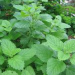 Lemon_balm_2