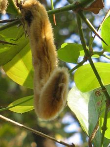 By shobha r (pod of mucuna pruriens) [CC BY 2.0], via Wikimedia Commons