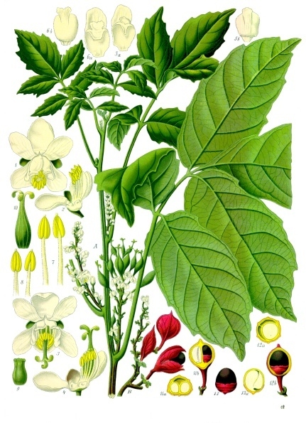 By Franz Eugen Köhler, Köhler's Medizinal-Pflanzen (List of Koehler Images) [Public domain], via Wikimedia Commons