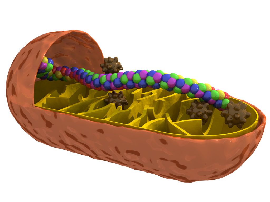 Creatine supports ATP brain cell energy production within mitochondria, shown.