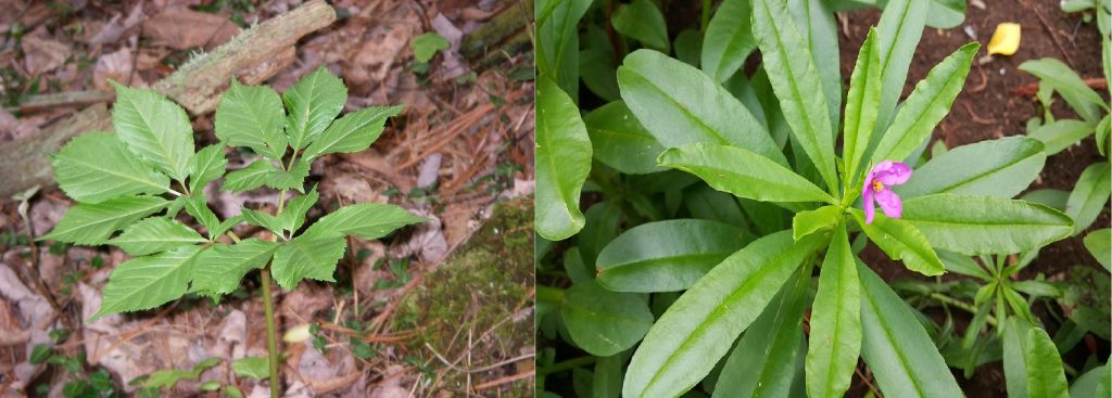 American Ginseng (Left) and Panax Ginseng (Right)