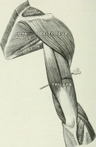 T is the primary androgen for skeletal muscle tissue. By Internet Archive Book Images [No restrictions], via Wikimedia Commons