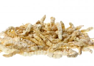 Caterpillar fungus, Vegetable Caterpillar or Yarsagumba is a Chinese medicine product that is a result of a parasitic relationship between a Cordyceps fungus and a caterpillar.