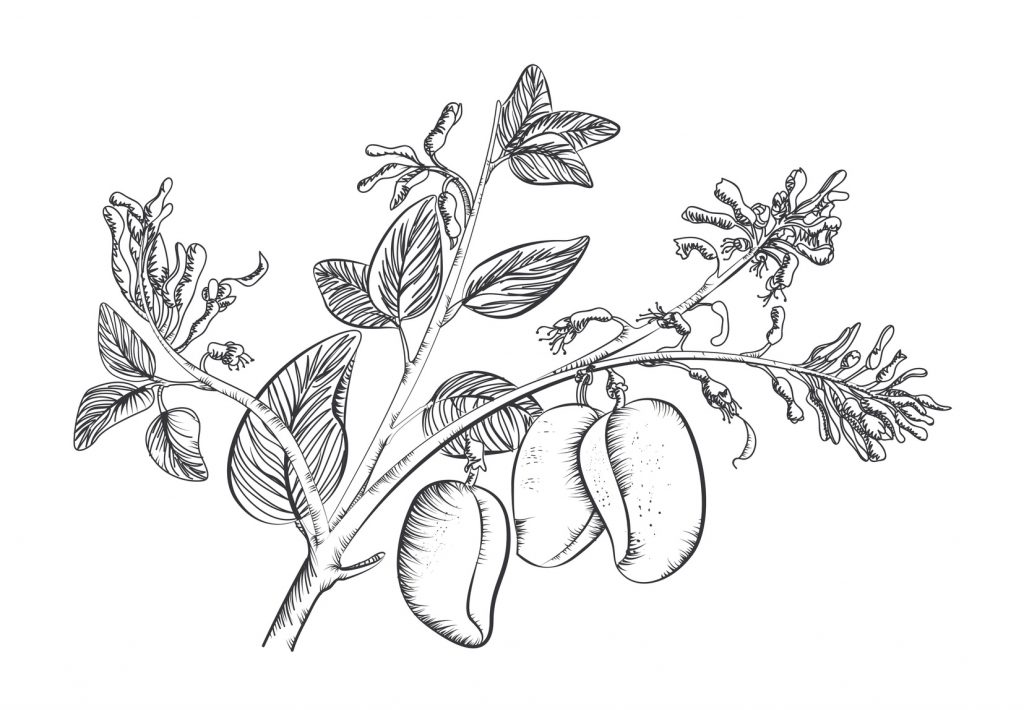 Griffonia simplicifolia, with seed-pods, illustrated.