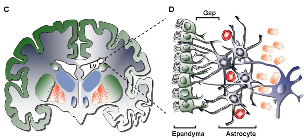 Human_subventricular_zone