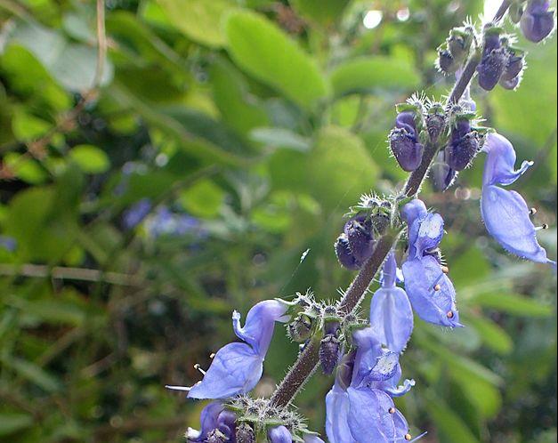 Plectranthus_barbatus_kz3