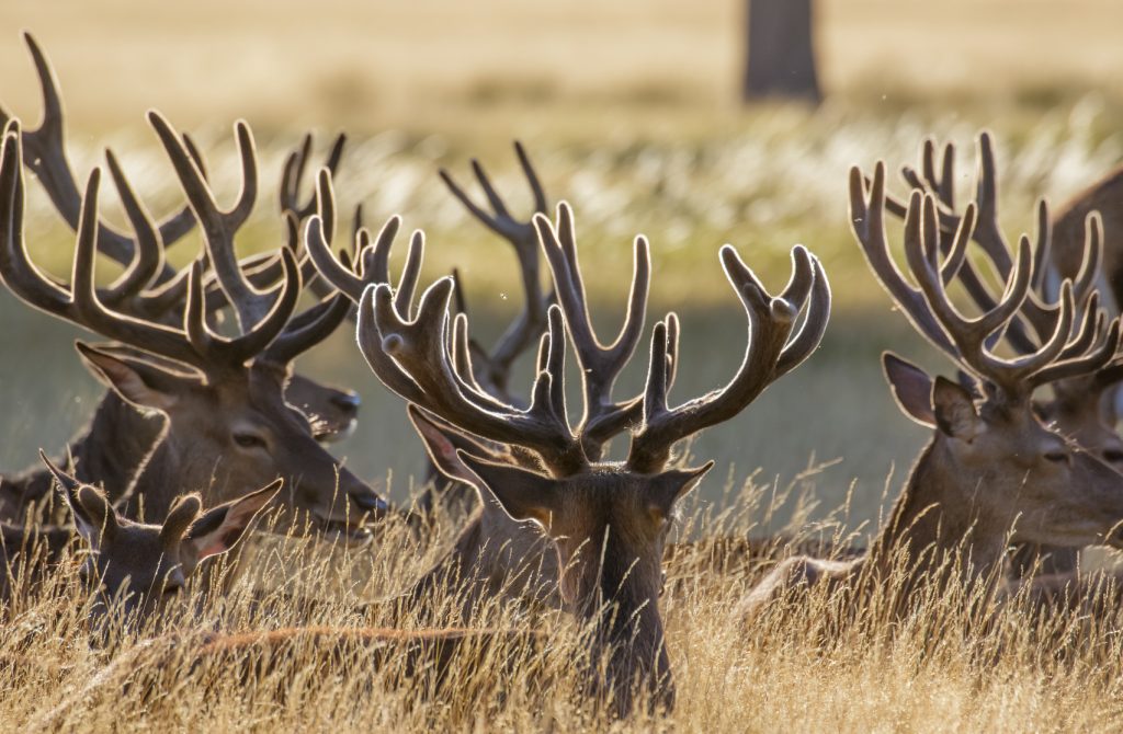 Red Deer stags (Cervus elaphus) are a common source of antler velvet.