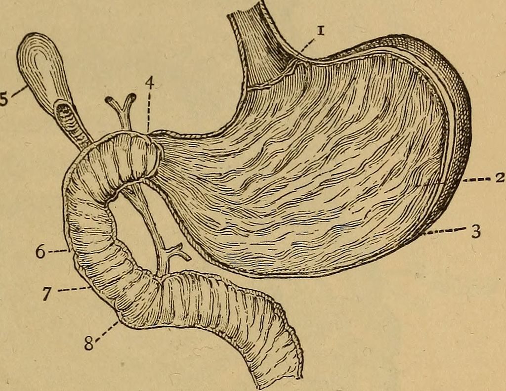 L-Glutamine is sometimes used to nourish and support the lining of the digestive tract. By Internet Archive Book Images [No restrictions], via Wikimedia Commons