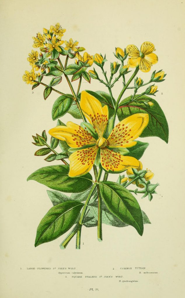 St. John’s Wort as a Nootropic - Supplements in Review