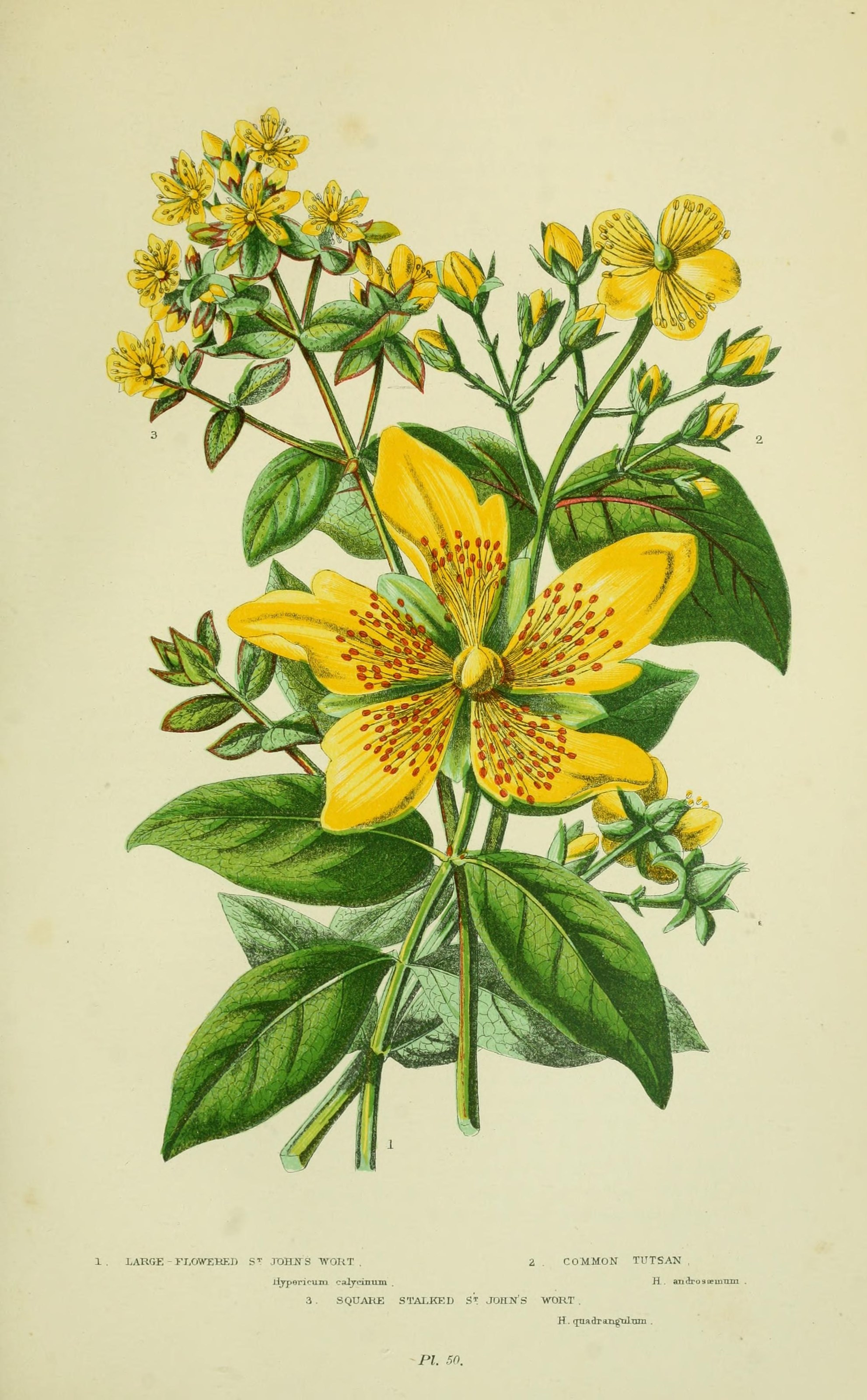 Early British illustration of St. John's Wort, circa 1905. By Pratt, Anne; Step, Edward [CC BY 2.0 or Public domain], via Wikimedia Commons