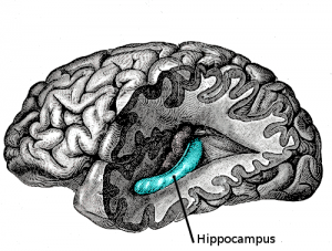 hippocampus location brain