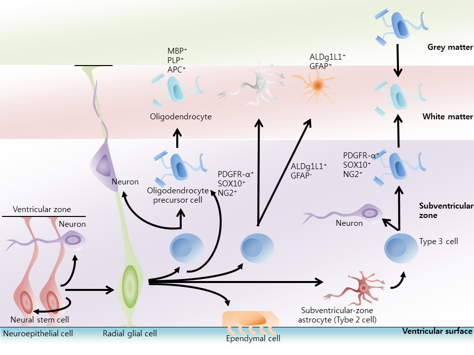 neurogenesis process