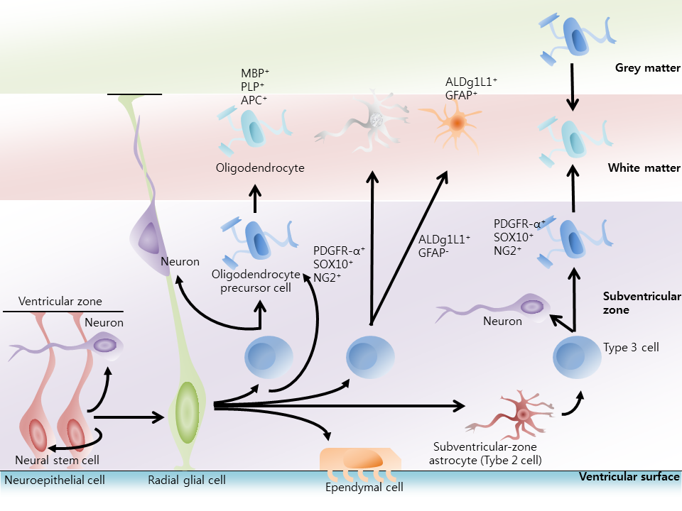 How to Grow Brain Cells - Nootropics & Lifestyle Tips for Neurogenesis ...