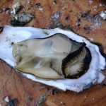 oyster-426796_960_720