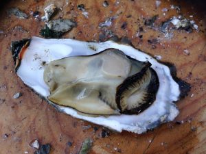 oyster-426796_960_720