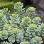 rhodiola rosea