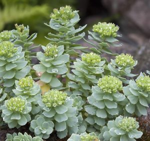 rhodiola rosea