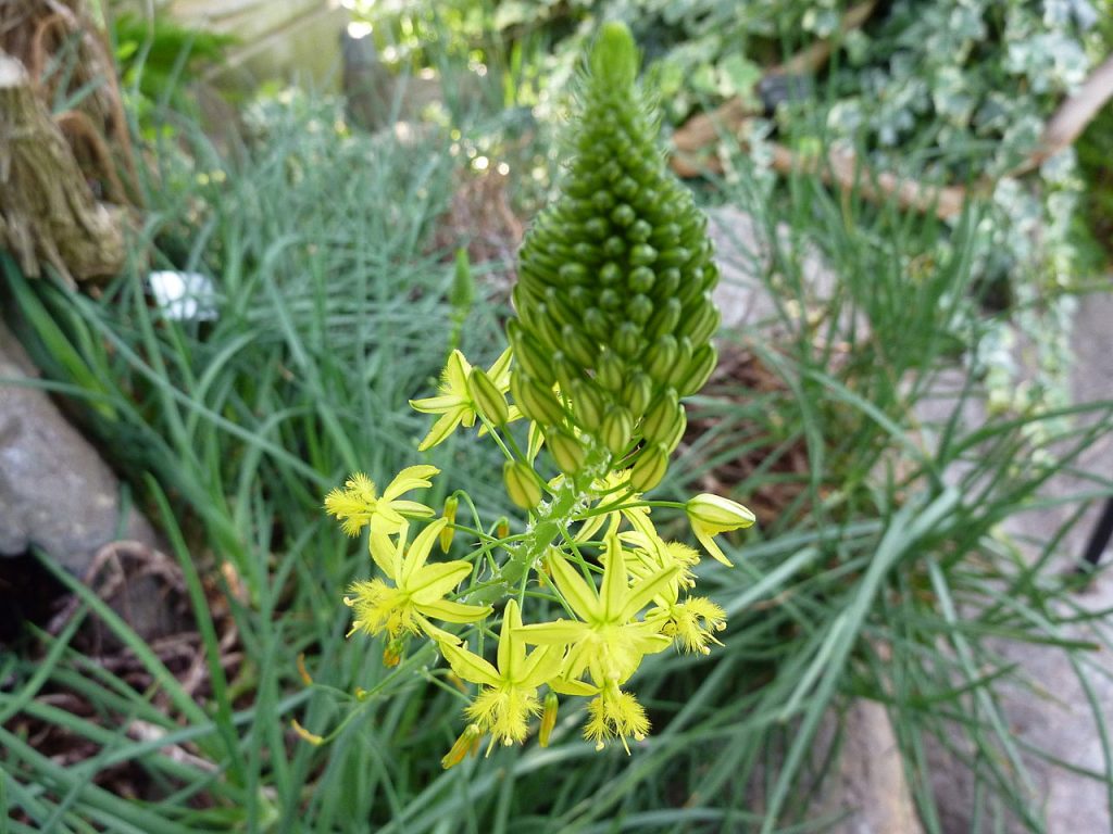 The flowerhead of Bulbine is often a unique cone-shaped sprout. By James Steakley (Own work) [CC BY-SA 3.0 or GFDL], via Wikimedia Commons