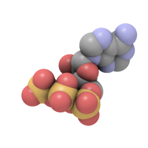 ATP molecule