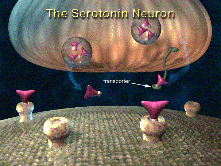 Serotonin receptor illustration