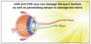 UVA-UVB-Eye-Free-Radicals