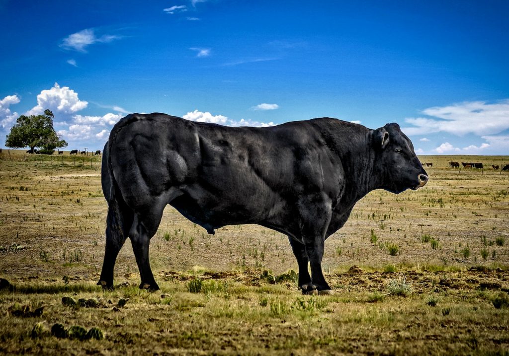 myostatin gene mutation bull muscular