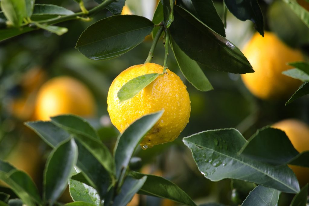 citrus fruit vitamin c