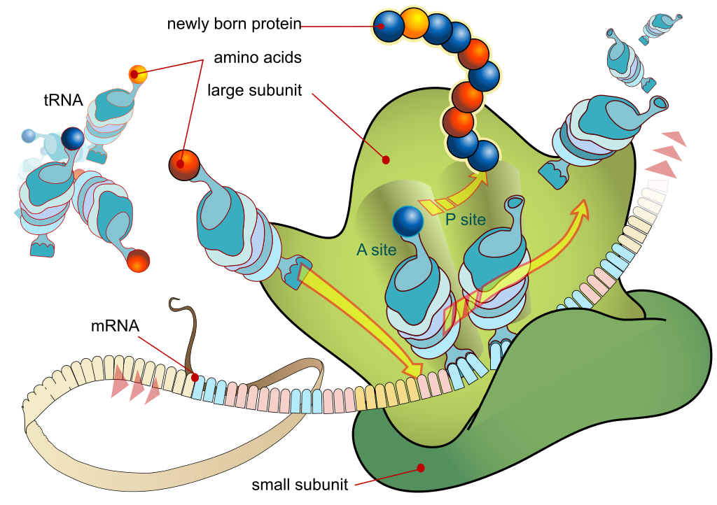 protein synthesis