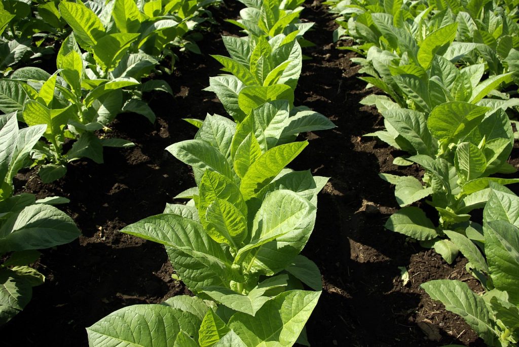 tobacco plants