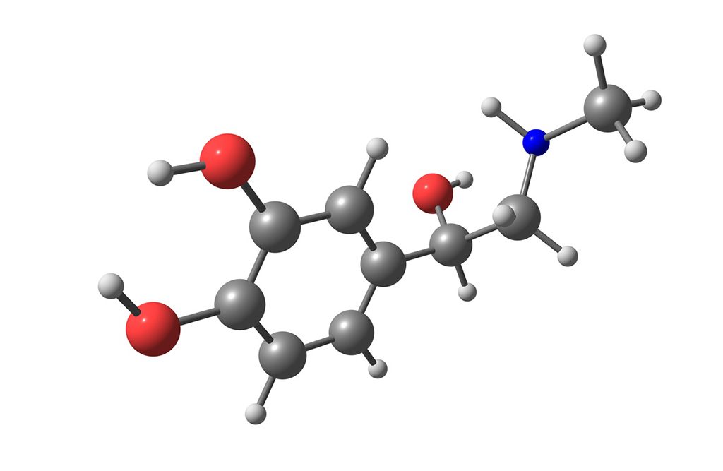 Shown: Adrenaline model molecule. Yohimbe's potential to regulate adrenaline may partly explain its use in pre-workout formulas.