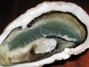 The oyster is a rich source of DAA. By User:Anthere (personal picture of an oyster harvested in france) [GFDL or CC-BY-SA-3.0], via Wikimedia Commons