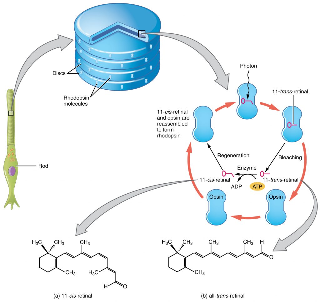 Rhodopsin regeneration. By OpenStax College [CC BY 3.0], via Wikimedia Commons