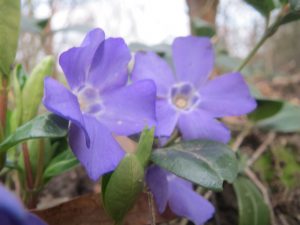 Vinca minor plant. By AnRo0002 (Own work) [CC0], via Wikimedia Commons