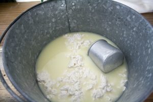 Whey liquid isolating from curds during the cheese-making process.