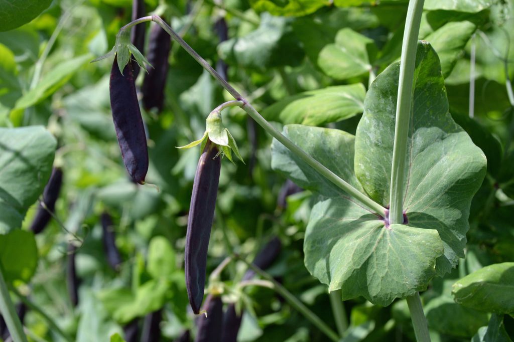 field pea growing pods