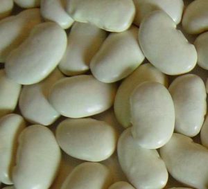 White Kidney Bean. Image by modj licensed under CC by 2.0