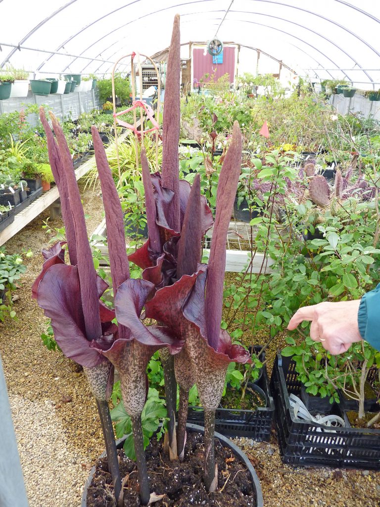 Amorphophallus konjac. By James Steakley (Own work) [CC BY-SA 3.0 or GFDL], via Wikimedia Commons