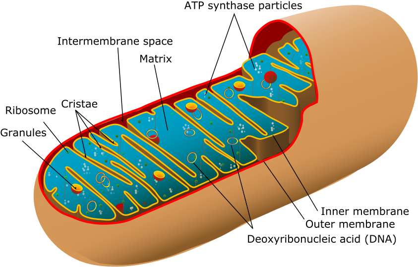mitochondria pqq energy