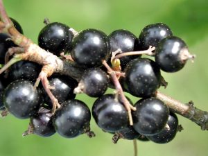 Black currant. By Paolo Neo [Public domain], via Wikimedia Commons