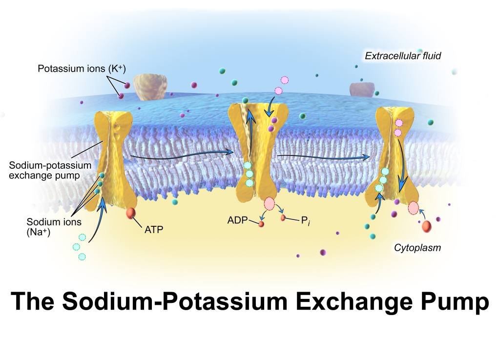 Sodium-potassium exchange across cell membrane. By BruceBlaus. When using this image in external sources it can be cited as:Blausen.com staff. "Blausen gallery 2014". Wikiversity Journal of Medicine. DOI:10.15347/wjm/2014.010. ISSN 20018762. (Own work) [CC BY 3.0], via Wikimedia Commons