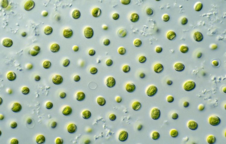Microalgae. CSIRO [CC BY 3.0], via Wikimedia Commons