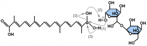 Esterification to form alpha-crocin. By Saravask (based on copyright claims). [GFDL, CC BY-SA 2.5-2.0-1.0], via Wikimedia Commons