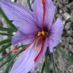 crocus_sativus_01_by_line1